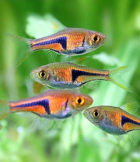 A Casa Dos Discus Rasbora Trigonostigma Espei