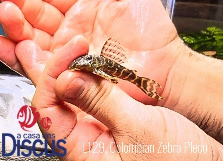 A Casa dos Discus Hypancistrus debilittera - L129, Colombian Zebra Pleco