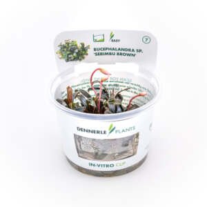 Bucephalandra spec. ´Serimbu Brown´ In-Vitro
