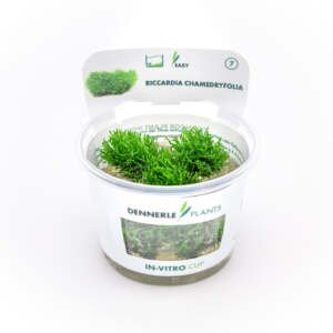 Riccardia chamedryfolia In-Vitro - easy Categ.