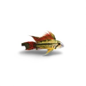 APISTOGRAMMA CACATUOIDES DOUBLE RED pairs 3-4