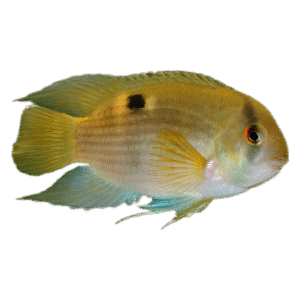 AEQUIDENS CLEITHRACARA MARONII 4 5 cm