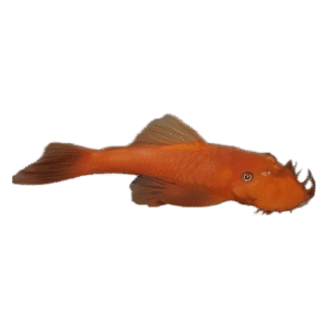 ANCISTRUS SP. SUPER RED 3,5