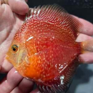 DISCUS RISING SUN SNAKE 7 cm