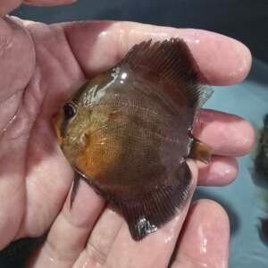 Discus  Alenquer Red 7-8cm