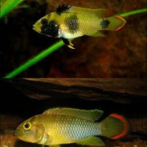 APISTOGRAMMA NIJSSENI XL