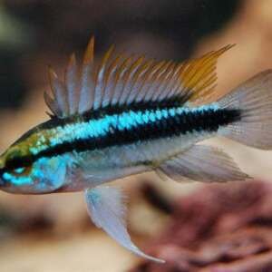 APISTOGRAMMA TRIFASCIATUM 3-4