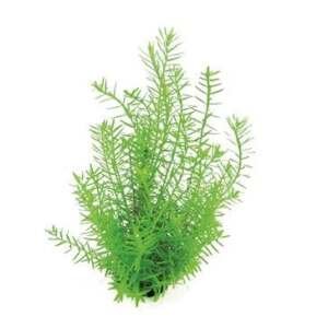 Rotala spec. ´Green´ - medium Categ.