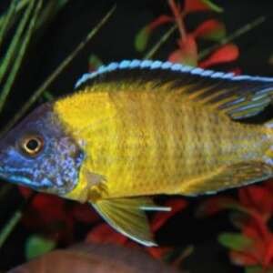 AULONOCARA STUARTG. USYSSIA 4-5