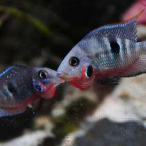 CICHLASOMA/THORICHTHYS MEEKI 6-7