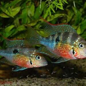 THORICHTHYS ELLIOTI 3,5-4