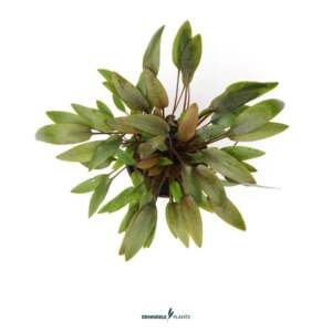Cryptocoryne wendtii Kompakt