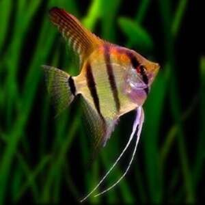 PTEROPHYLLUM SCALARE AMAZON 4-5