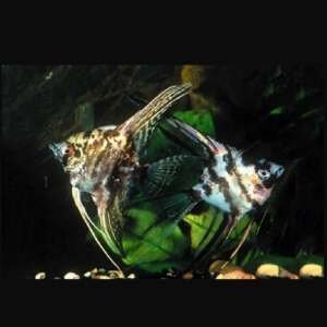 PTEROPHYLLUM SCALARE MARBLE 3-3,5