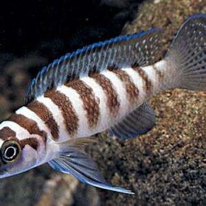 LAMPROLOGUS CYLINDRICUS