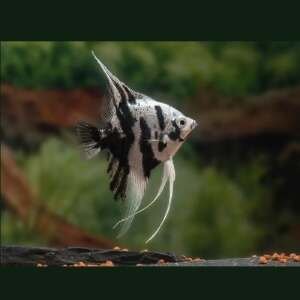 PTEROPHYLLUM SCALARE WHITE PLATINUM PANDA 3-3,5