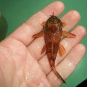 ANCISTRUS RED/BROWN LDA 16 2-2,5