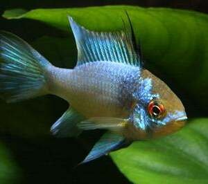 MIKROGEOPHAGUS RAMIREZI ELEC. BLUE GOLD HEAD(3,5-4)