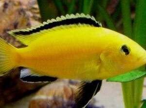 LABIDOCHROMIS SP. YELLOW 4,5-5