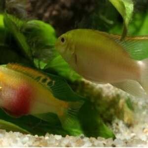 PELVICACHROMIS PULCHER ALBINO RED 4-5