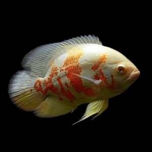 ASTRONOTUS OCELLATUS RED ALBIN 8-10