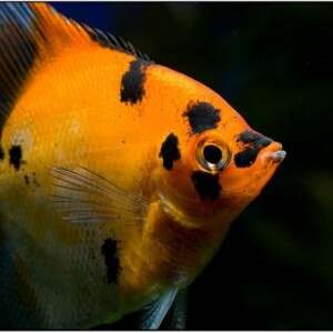 PTEROPHYLLUM SCALARE RED DEVIL AA QUALITY 3-3,5