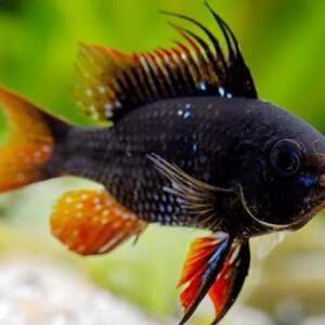 MIKROGEOPHAGUS RAMIREZI BLACK DEVIL 3-3,4