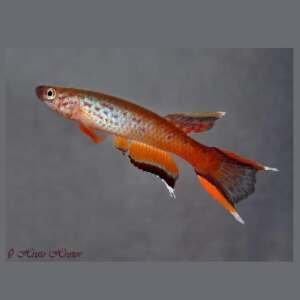 APHYOSEMION AUSTRALE 3-4