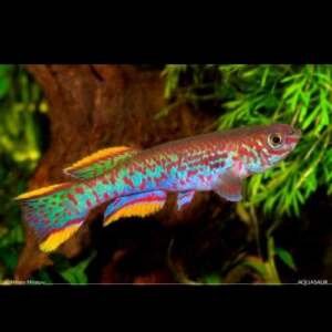 APHYOSEMION/FUNDULOPANCHAX GARDNERI 2-2,5