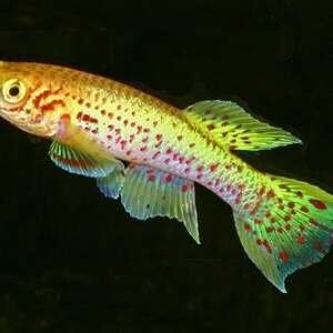 APHYOSEMION/FUNDULOPANCHAX GARDNERI GOLD 3-4