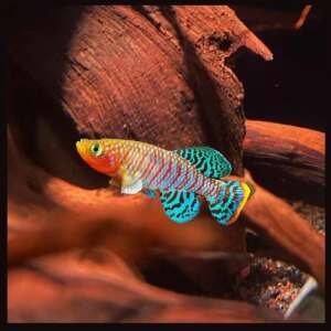 NOTHOBRANCHIUS RACHOVII 2,5-3,5