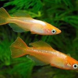 ORYZIAS LATIPES ORANGE YOUKIHI 3-4