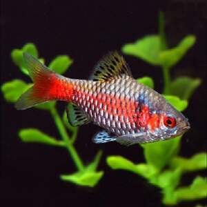 BARBUS/PUNTIUS PADAMYA/TICTO (ODESA) 3-3,5