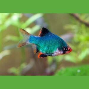 BARBUS/PUNTIUS TETRAZONA GREEN 3-3,5