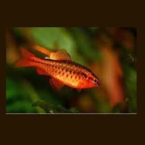 BARBUS/PUNTIUS TITTEYA 2,5