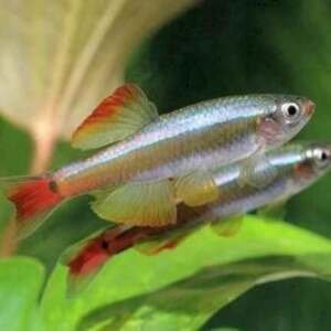 TANICHTHYS ALBONUBES 2,5-3