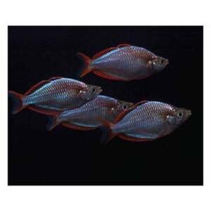 MELANOTAENIA PRAECOX 3