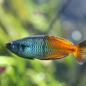 MELANOTAENIA BOESEMANI 4,5-5,5