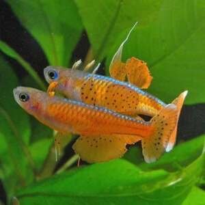 PSEUDOMUGIL PASKAI 2,5-3