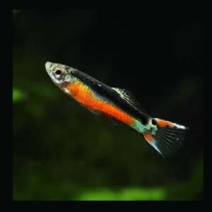 POECILIA ENDLERI SANTA MARIA 1,5-2