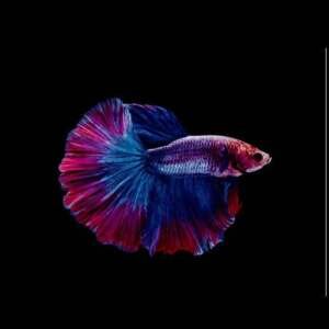 BETTA SPLENDENS HALF MOON COLOR MIX male XL