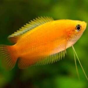 COLISA/TRICHOGASTER CHUNA XL