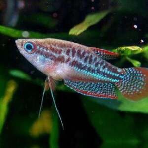 TRICHOPSIS PUMILA 1-2