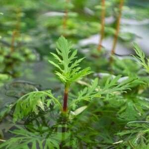 Hygrophila difformis - medium Categ.