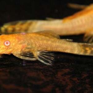 ANCISTRUS GOLD (albin) 4