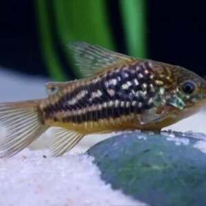 CORYDORAS NANUS 3,5