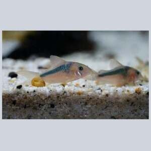 CORYDORAS RABAUTI 2,5-3