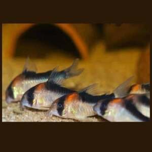 CORYDORAS DUPLICAREUS 2,2-2,4