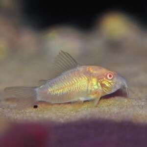 CORYDORAS SCHULTZEI ALBIN 3-3,5