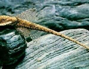 LORICARIA FILAMENTOSA 4-5